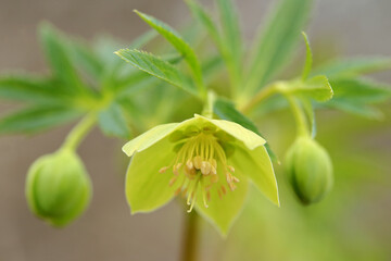 Green hellebore in the spring forest in Kaczawskie Mountains (Poland)