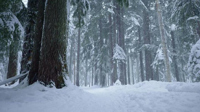Low angle, snowy forest floor in Oregon