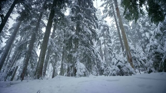 Low angle, snow covered forest in Oregon