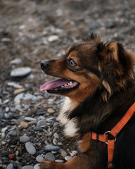 Dog without breed on walk has close up face with pink tongue sticking out. Portrait of charming fluffy brown cute little dog mongrel.