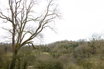 Dead tree and the forest