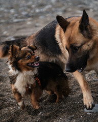 Black and red German Shepherd and brown and white little fluffy mongrel are having fun running around actively on seashore. Best friends. Two dogs play on the beach.