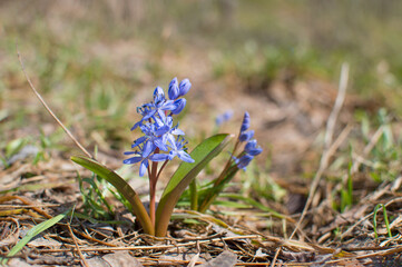 Two-leaf squill (Scilla bifolia). Blue spring flower. Squill, in the family Asparagaceae, subfamily Scilloideae. Blurred background with copy space. Selective focus. Close up. Bokeh.