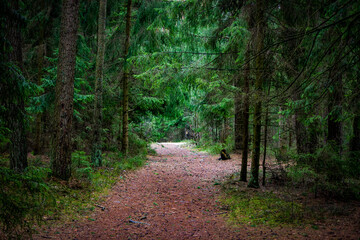 Fototapeta premium Beautiful forest path as background. Wilderness landscape forest with fir trees. Beautiful green summer forest. European nature.