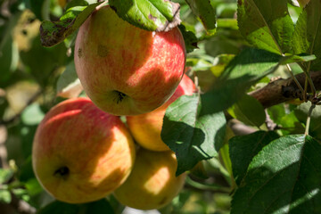 Closeup of beautiful red ripe apples on an apple tree in green summer garden. High quality photo