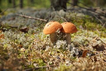 mushrooms in the northern forest