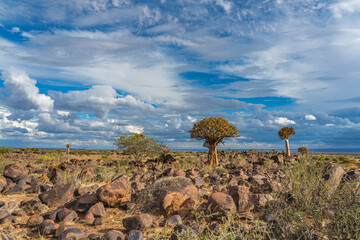 Fototapeta na wymiar Quiver trees in warm light, background blue sky with beautiful clouds at Keetmanshoop