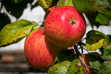 Closeup of beautiful red ripe apples on an apple tree in green summer garden. High quality photo