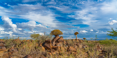 Quiver trees in warm light, background blue sky with beautiful clouds at Keetmanshoop, panorama