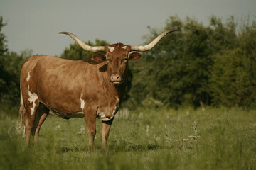 Texas longhorn cow rustic style vintage portrait with large horns in rural farm field.