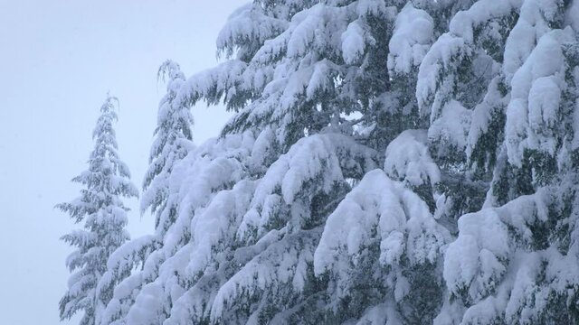 Low angle, snowy tree branches in Oregon