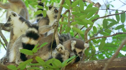 Group of Ring-tailed lemurs (Lemur catta) sitting on tree over branches, in their natural habitat Madagascar forest