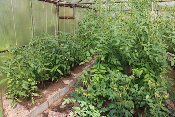ivy growing in the garden