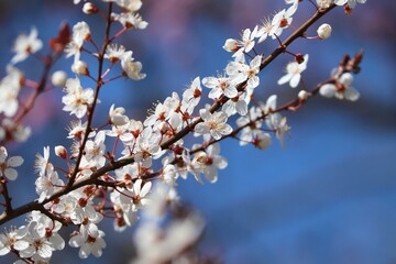 weiße Blüten von Schwarzdorn