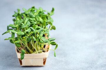 Micro greens sprouts in basket isolated on concrete background with copy space. Home gardening, vegan green healthy lifestyle concept. Seedling