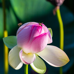 Spring, the time of lotus blooming in a pond, in Buddhism-a symbol of purity, Nelumbo nucifera, L;