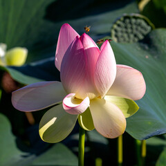 Spring, the time of lotus blooming in a pond, in Buddhism-a symbol of purity, Nelumbo nucifera, L;