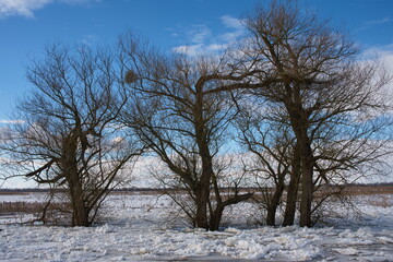 Bäume im Eis an der Oder bei Schwedt