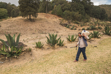 Pulquero master extracting mead from the magueys for the elaboration of Pulque, a traditional Mexican natural alcoholic drink, using an empty bottle to suck up the liquid.
