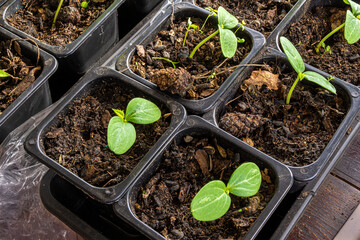 seedlings of cucumbers with large germinal leaves in plastic pots with a soil mixture of humus, a black soil and peat