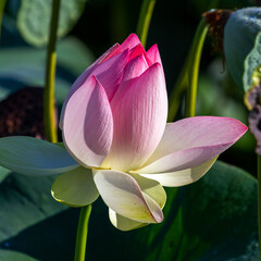 Spring, the time of lotus blooming in a pond, in Buddhism-a symbol of purity, Nelumbo nucifera, L;