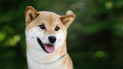 shiba inu dog in park