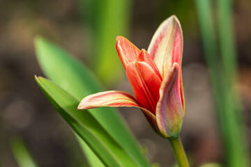 close up of pink rose flower