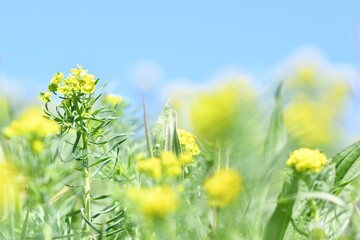 Fiore giallo selvatico con sfondo azzurro di una bella giornata primaverile