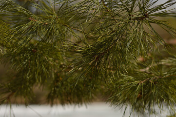 Obraz premium Fluffy green pine branch against the background of a frozen pond. Pine needles. Winter. Early spring. Natural background.