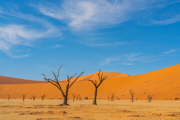 Dead camelthorn trees and red dunes in Deadvlei, Sossusvlei, Namib-Naukluft National Park, Namibia