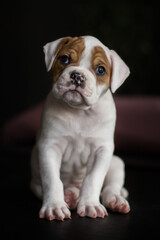 young bulldog puppy in black studio