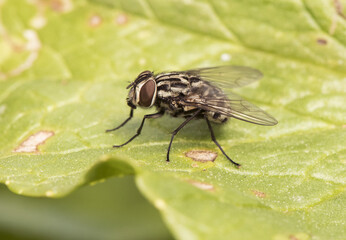 Fly perched on a green leaf its hairs or bristles are appreciated as well as the dark lines on its thorax large compound eyes antennae and wings in detail