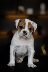 young bulldog puppy in black studio