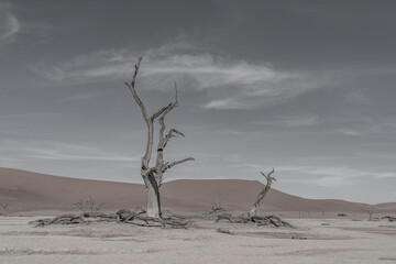 Dead camelthorn trees and red dunes in Deadvlei, Sossusvlei, Namib-Naukluft National Park, Namibia