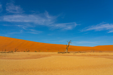 View of one dead camelthorn trees and red dunes in Deadvlei, Sossusvlei, Namib-Naukluft National Park, Namibia