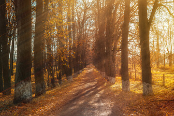 Autumn sunny landscape. Sun rays on yellow leaves of trees along the road.