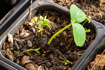 weeds sprouted in the soil with seedlings due to poor-quality, not cleaned and poor soil disinfection