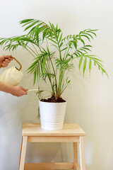 Child's hand is watering a domestic plant in a white pot on a wooden stand. Lifestyle. Minimalism.