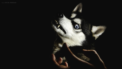 husky dog portrait on black background