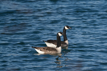 A Pair Canada goose,Branta canadensis, is swimming in a lake in springtime