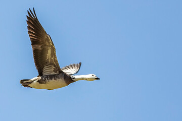 bar headed goose flying - Anser indicus 