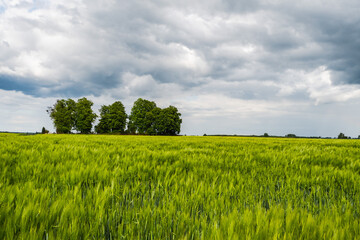 Dratów. Okolice cerkwi. Powiat Łęczyński © Tomasz