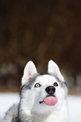 siberian husky dog in white winter snow © Krystsina