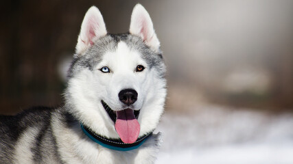 siberian husky dog in white winter snow © Krystsina