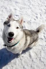 siberian husky dog in white winter snow