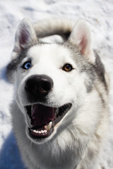 siberian husky dog in white winter snow