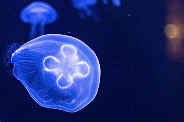 Fototapeta premium Background of beautiful blue neon jellyfish. Aquarium