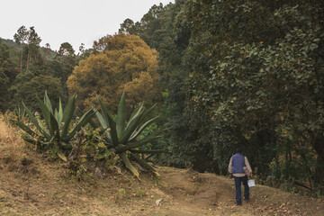 Pulquero master extracting mead from the magueys for the elaboration of Pulque, a traditional Mexican natural alcoholic drink, using an empty bottle to suck up the liquid.