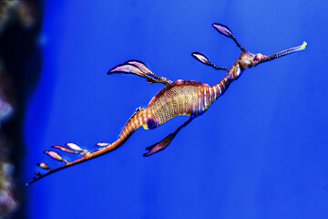Seahorse Phyllopteryx taeniolatus. Observation of the inhabitants of coral reefs in the aquarium © Светлана 