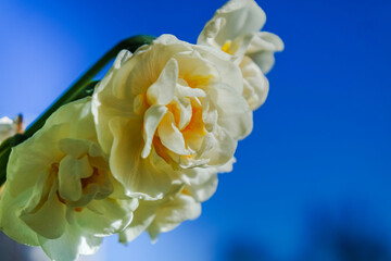 Frühlings Blumen.	
